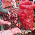 CHINESE ONION HIGH QUALITY ONION HOT SALE ONION